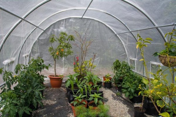 La couverture de remplacement parfaite pour votre serre de jardin