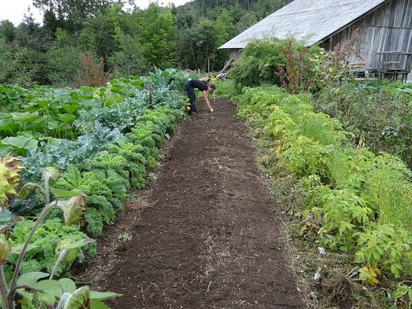 Les avantages d'avoir un potager bio chez soi