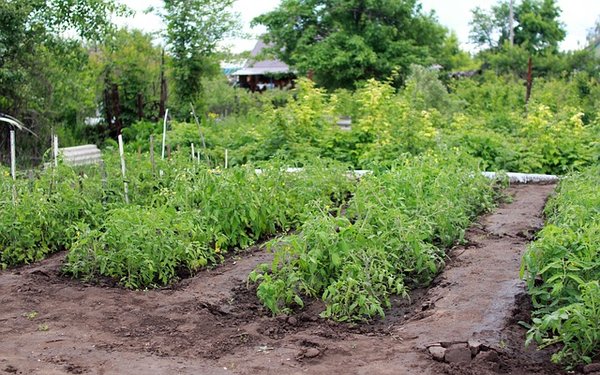 Comment créer un jardin partagé dans son quartier ?