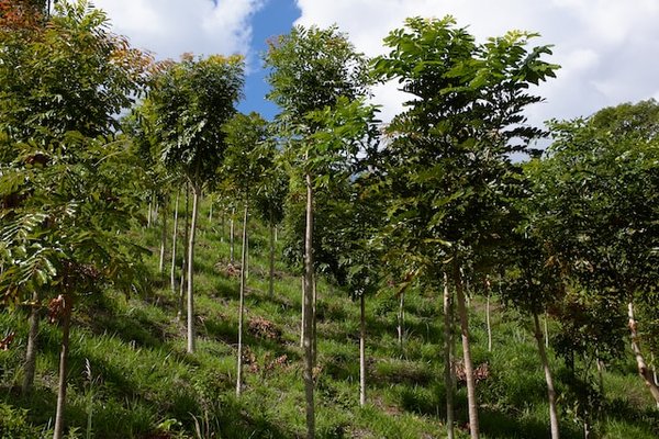 Comment participer à un projet de reforestation ?